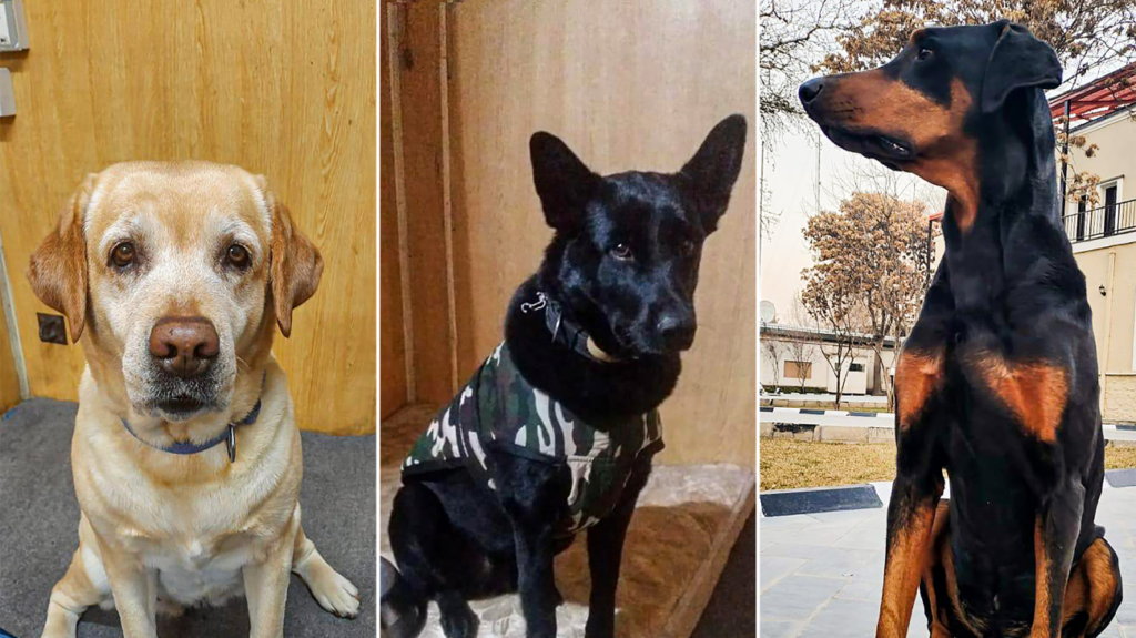 Afghan-returned ITBP canines to now serve in Chhattisgarh anti-Naxal ops