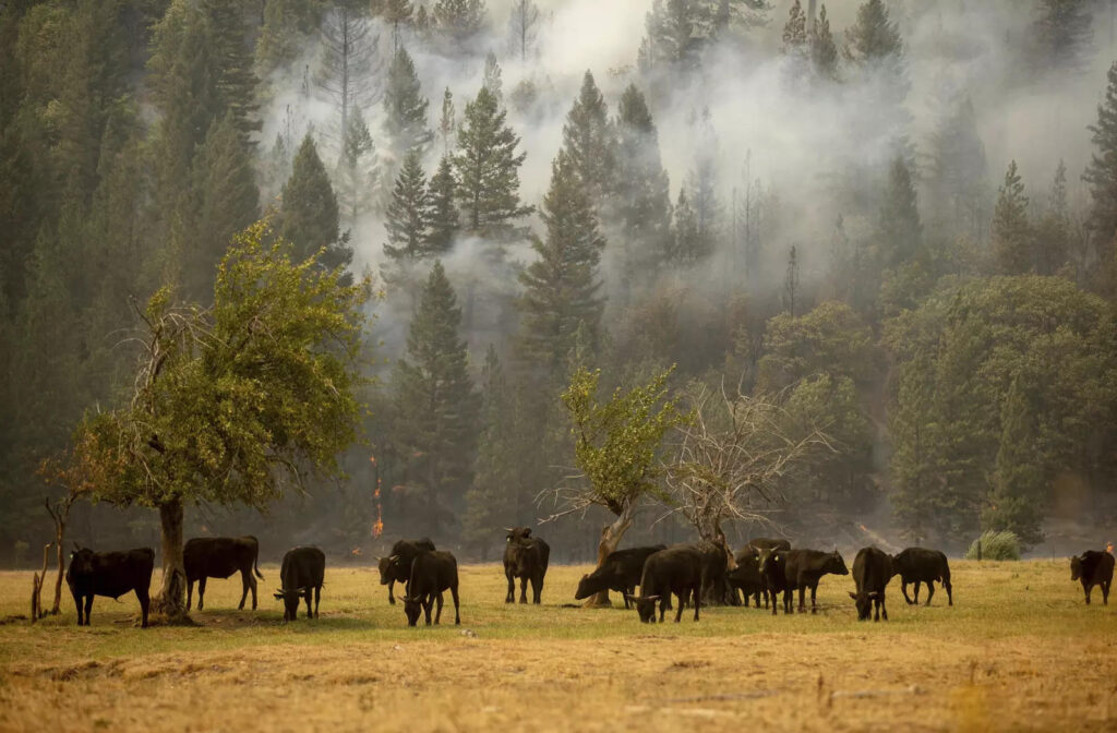 Winds threaten to fan destructive California wildfire