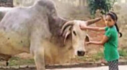 Village mourns Babuji the bull, holds shraddh feast for 3k