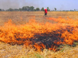 25k farmers to use stubble solution