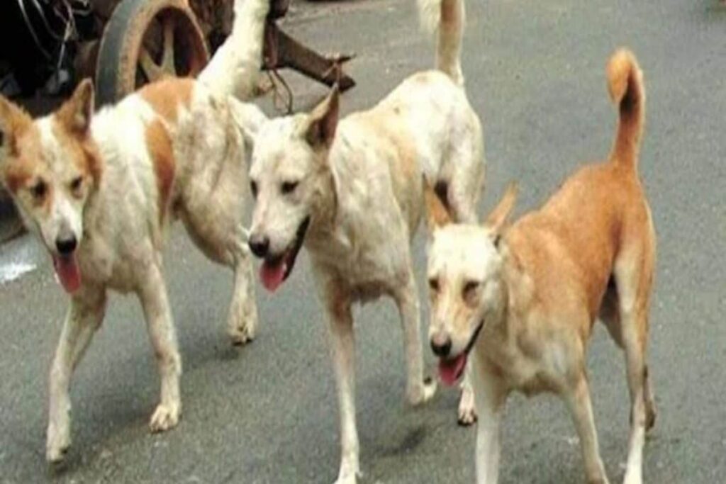 Five Stray Dogs Killed in Acid Attack in Ujjain, FIR Lodged