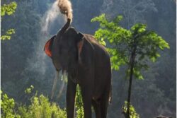 Wild Elephant Tramples Man to Death in Chhattisgarh; 11th Such Fatality in September