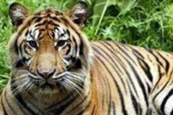 Bandhavgarh Tigress Found Dumped in Well with Stones Tied to Carcass in Madhya Pradesh