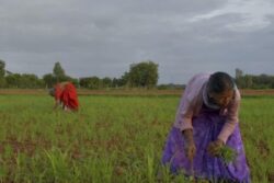 Record 17 Lakh Hectares Affected by Rains, Floods This Year, Says Maharashtra Minister