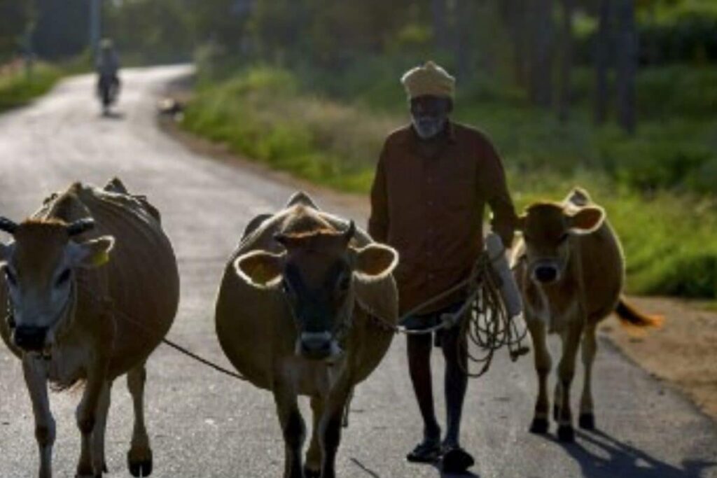 Over 50% Agricultural Families in Debt with Average Loan of Rs 74,121 in 2019: Survey