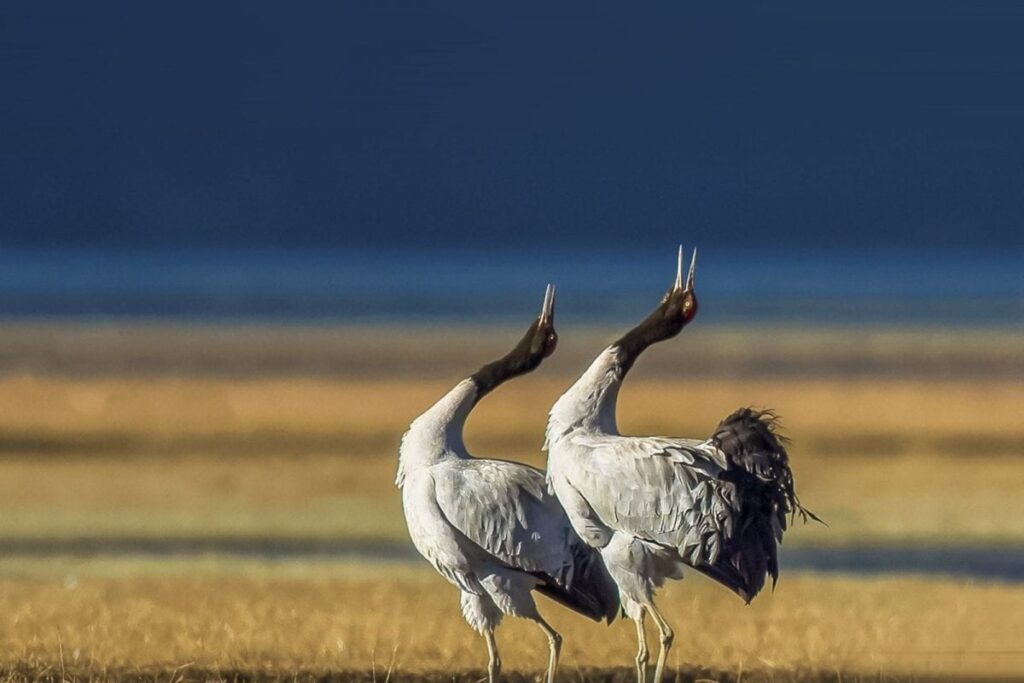 Ladakh Declares Black-Necked Crane as its State Bird, Snow Leopard as State Animal; A Look at other States, UTs