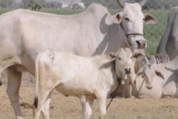 Video of Cow Hung on Back of Trolley in MP's Dewas Goes Viral; Action Taken Against Two