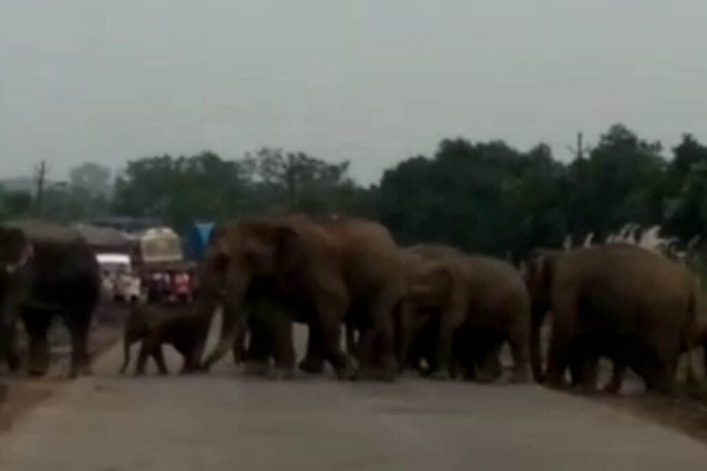 Elephants Block NH-55 in Odisha, Create Panic As Travelers Get Stuck in Traffic