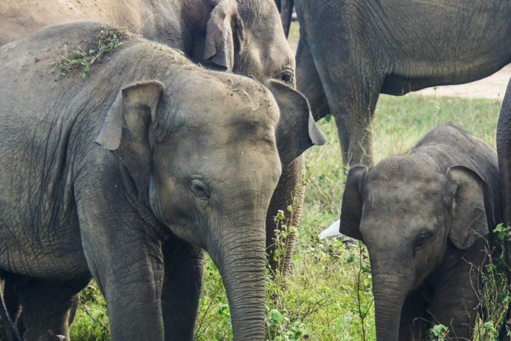 'Gaj Mahotsav': Elephants in MP's Bandhavgarh Reserve Get Week-long Vacation from Patrolling