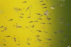 What Are Gambusia and Guppy? Fish That States Use to Ward Off Dengue Mosquitoes