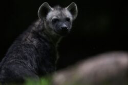 Hyena Attacks Two in Pune's Khed Tehsil, Found Dead Later