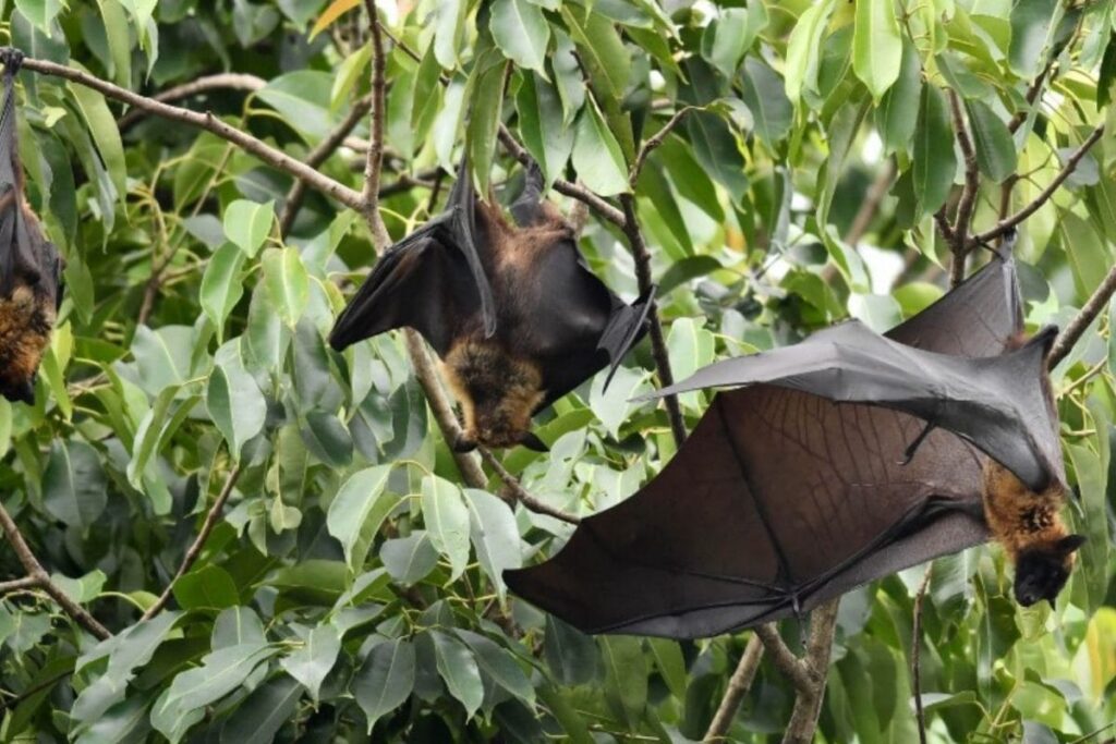 Nipah Antibodies Detected in Two Varieties of Bats, Says Kerala Health Minister