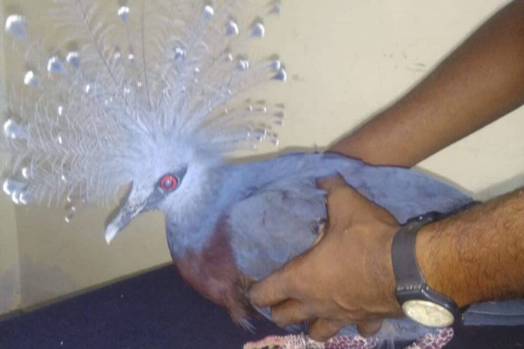 Rare Victoria Crowned Pigeon Rescued by BSF at Bangladesh Border in West Bengal