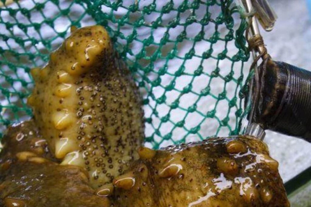 Rs 8 Crore Worth of Sea Cucumber Seized in Tamil Nadu