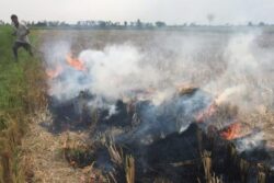 Rs 491 Cr Released to Punjab, Haryana & UP to Tackle Stubble Burning, Says Agri Secy Agarwal