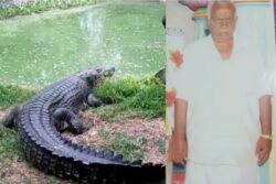 DMK Leader, Out Bathing in  Kollidam River, Killed in Crocodile Attack