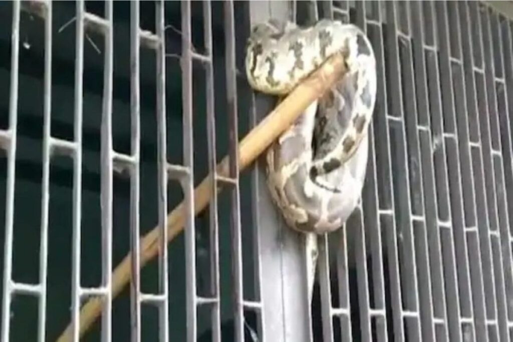 Panic Spreads Among Students As 8 Feet Long Python Found in Agra Junior College