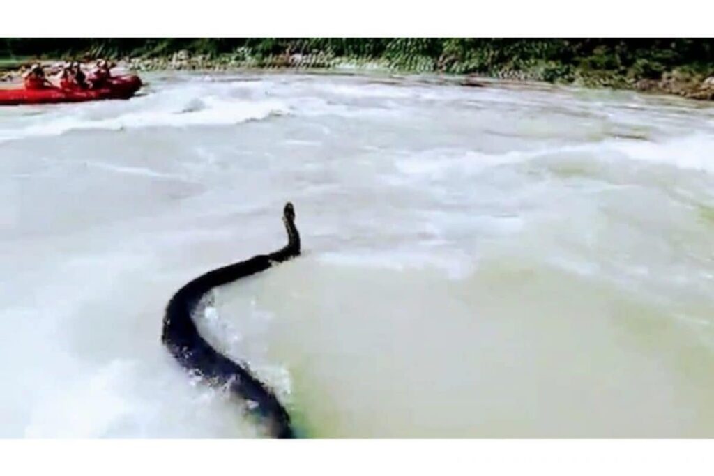 Watch: Video Of 10 Feet Long Python in Ganga River Goes Viral