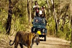 All 6 Madhya Pradesh Tiger Reserves to be Opened For Visitors From October