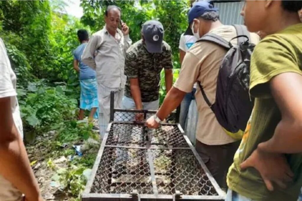 Wild Fishing Cat Sighted in West Bengal’s Howrah; Locals Mistook The Animal For Tiger