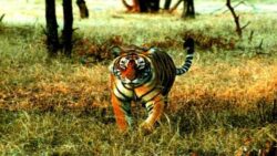 ‘Black Tigers’: Why Similipal tigers in Odisha changed their stripes