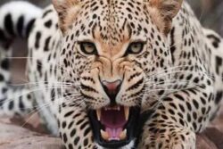 Leopard Enters Shiv Sena Leader’s Bungalow Premises, Kills Pet Dog