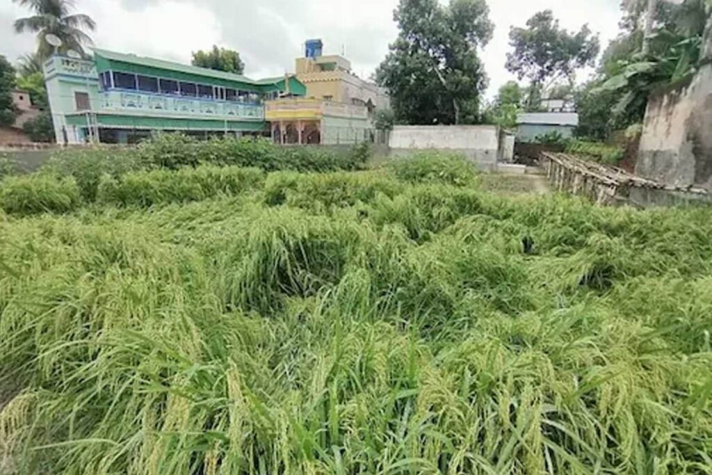 West Bengal Couple Grows Paddy in Garden Without Using Pesticide and Fertilizers