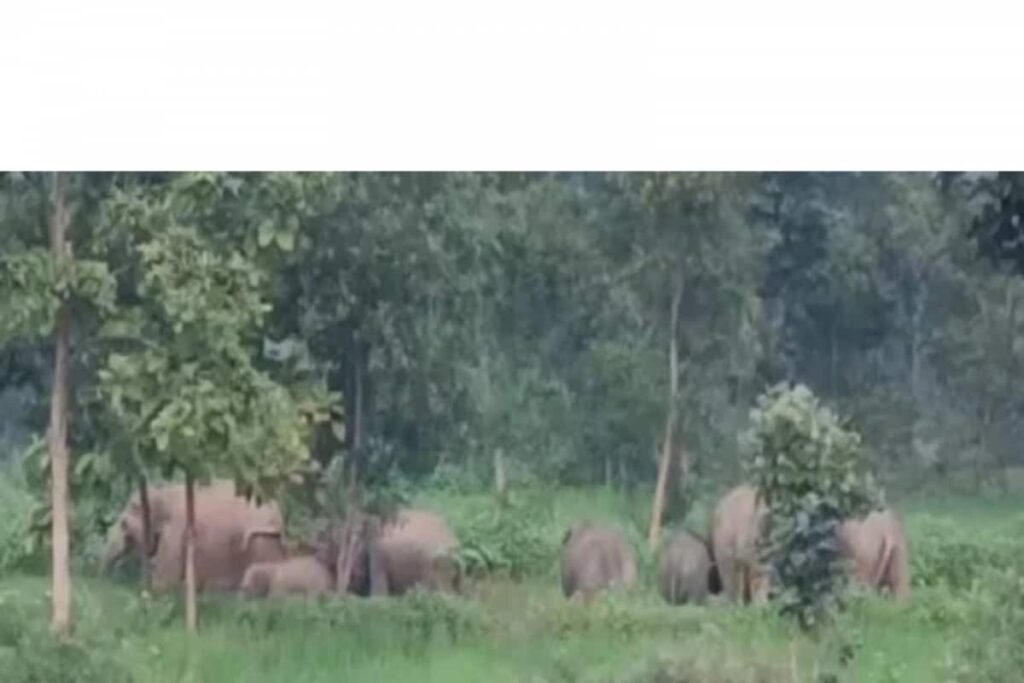 Herd of 40 Elephants Wreaks Havoc in Chhattisgarh Village