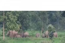 Herd of 40 Elephants Wreaks Havoc in Chhattisgarh Village