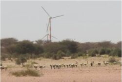 Rajasthan’s Sacred Groves are Under Threat from Rampant Green Development