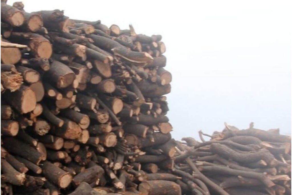 Demand for Wood in Crematoriums Causes Widespread Tree Felling in Uttarakhand