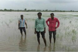 Maha Govt Approves Rs 774 Crore for Rain-hit Farmers in Nine Districts