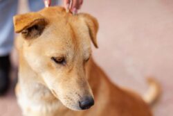 Two Civic Employees Booked for Beating Dog to Death in MP's Dewas