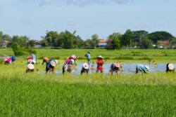 Maharashtra Farmers Forced to Postpone Marriages of Daughters After Crop Losses Due to Excess Rains