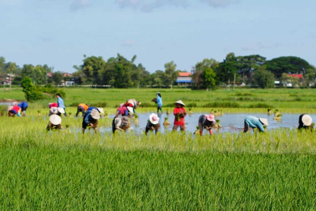 Crop Insurance Claims at Rs 9,570 Cr for 2020-21 Lower by Over 60% from Previous Year