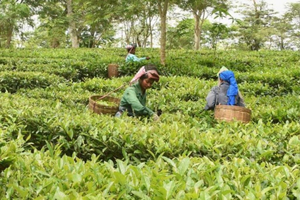 Labour Line Chowkidar Plays Pivotal Role in Vaccinating People From Assam Tea Estates