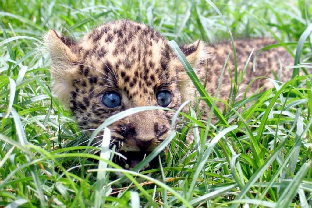 YSRTP Leader Rescues 'Cat-like' Animal to Find Out It's a Baby Leopard; Runs Away in Fear