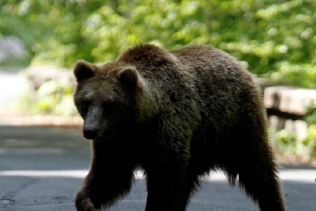 Bear Dies After Being Hit by Train Near Bandhavgarh National Park in Madhya Pradesh