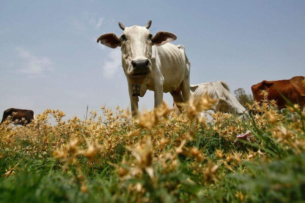 Three Arrested for Slaughtering Cows in Illegal Karnataka Abattoir