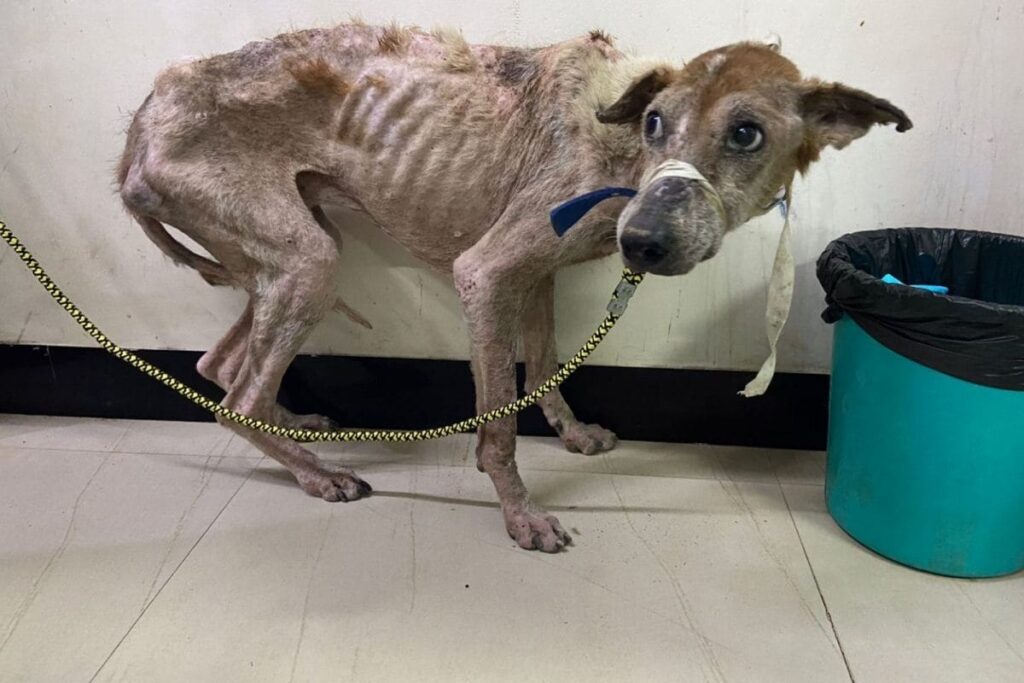 'Bones Sticking Out': 3 Malnourished Dogs at IIT-M Rushed to Vet Amid Row Over Treatment