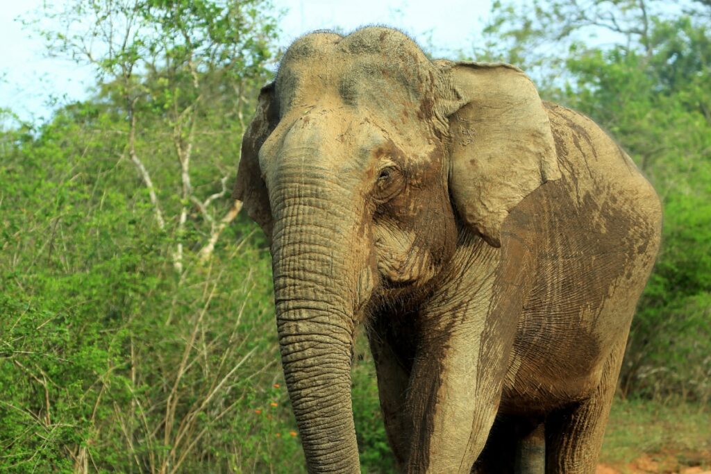 Accused in The Death of Pregnant Elephant in Kerala Surrenders After 1.5 Years