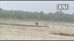 Uttarakhand: Elephant stranded on a piece of land in the Gaula river [Watch Video]