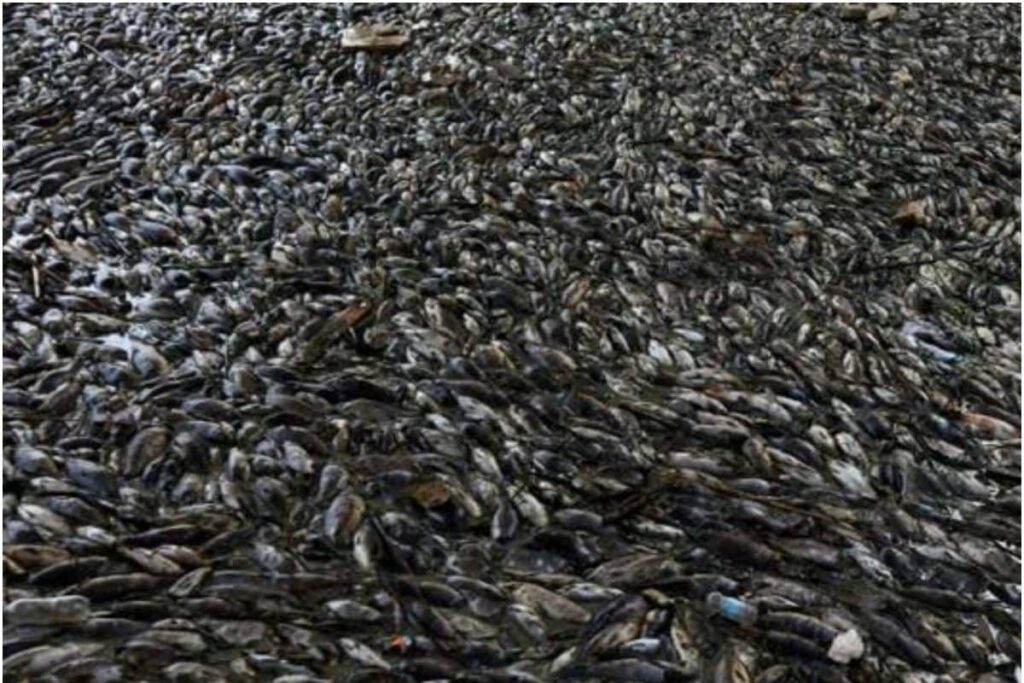 Thousands of Fish Die as Kameng River Suddenly Turns Black in Arunachal