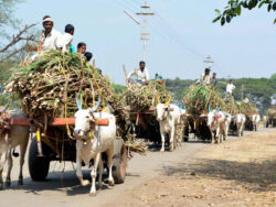 Paddy crops procurement to begin from Sunday in Haryana, Punjab; farmers withdraw protests