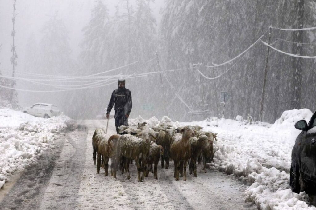 Three Killed, Apple Orchards Suffer Extensive Damage as Snowfall, Rains Hit Life in Kashmir