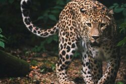 Leopard Mauls Teenage Girl to Death in Front of Her Father in Madhya Pradesh