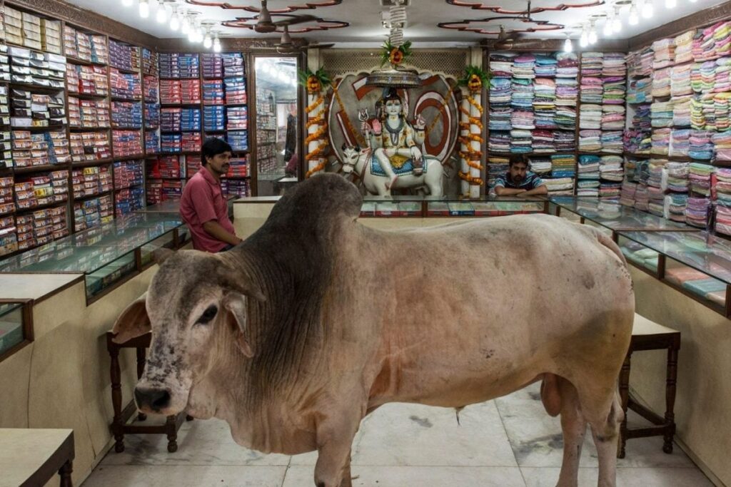 Pragya Thakur Calls Sterilisation of Bulls as Attempt to End Gowansh (Cows) in Madhya Pradesh