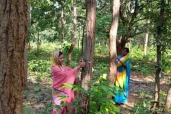 Women From Odisha Village Protect Forest Resources; 'Inspiration for Everyone' Says Officer