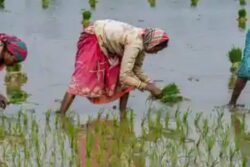 Amid Criticism, Centre Cites High Moisture Content for Postponement of Paddy Procurement in Punjab, Haryana