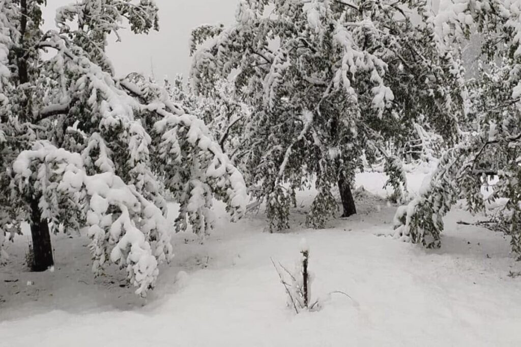 Jammu and Kashmir: Two Killed After Being Trapped in Snow in Anantnag, Two Others Rescued